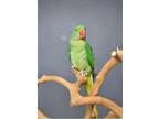 Green Alexandrine parakeet Psittacula eupatria for sale Online