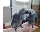 African Grey Parrots parrots for sale online