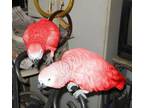 Red Factor African Grey Parrots parrots for sale online