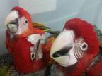 Green winged Macaws for sale online