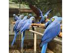 Hyacinth macaws for sale Online