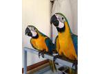 Blue and gold macaws for sale Online