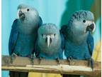 Spix macaws for sale Online