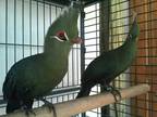 Crimson Billed conure Parrots for sale whatsapp +[phone removed]