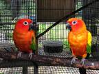Sun conure Parrots Aratinga solstitialis for sale whatsapp +[phone removed]
