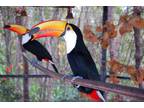 Toucans toco Ramphastos toco parrots for sale Whats-app +[phone removed]