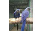 Hyacinth macaws Anodorhynchus hyacinthinus for sale whats-app +[phone removed]
