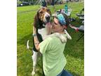 Adopt Walter a Tricolor (Tan/Brown & Black & White) Treeing Walker Coonhound /