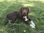 Adopt Atticus a Brown/Chocolate Labrador Retriever / German Shorthaired Pointer