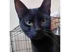 Midnight, Domestic Shorthair For Adoption In Bowie, Maryland