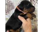 Doberman Pinscher Puppy for sale in Mount Vernon, NY, USA