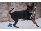 Adopt Bacca a Rottweiler, Black Labrador Retriever