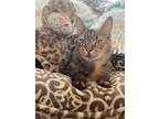 Adopt Bunny Female short tail Text407-[phone removed] a Tabby, Exotic Shorthair