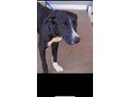 Adopt Lou a Black Labrador Retriever / Border Collie / Mixed dog in Toronto