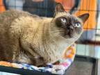 Adopt Tolliver a Tonkinese / Mixed (short coat) cat in Cumberland, ME (36831339)