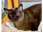 Adopt Anya a Tonkinese / Mixed (short coat) cat in Cumberland, ME (36831338)