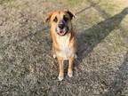 Adopt VALOR a Brown/Chocolate - with White German Shepherd Dog / Mixed dog in