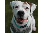 Adopt Arden a White Boxer / Mixed dog in Carrollton, TX (36832773)