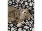 Adopt Lilith a Domestic Shorthair / Mixed (short coat) cat in LaBelle