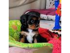 Cavalier King Charles Spaniel Puppy for sale in Wellington, CO, USA