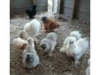12+ Silkie Hatching Eggs (Assorted Colors) - Opportunity