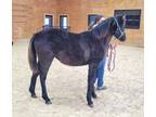 Black Tennessee Walking Horse Filly