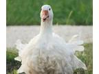 9 Sebastopol Goose Fertile Hatching Eggs White & Cream Color - Opportunity