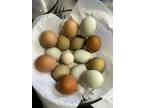 12+ Barnyard mixed, Rainbow Olive eggers FERTILE eggs. - Opportunity