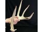 59 5/8” Whitetail Deer Antler Shed Horn Rack Decor Craft 5 - Opportunity