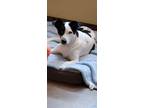 Adopt Holy Guacamole a Black - with White Border Collie / Mixed dog in Newland