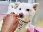 Adopt Molly a White Shiba Inu / Mixed dog in Portland, OR (36839435)