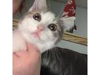Adopt Dottie a Black & White or Tuxedo Domestic Shorthair (medium coat) cat in