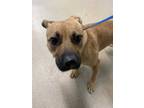 Adopt Cherry a Tan/Yellow/Fawn Black Mouth Cur / Boxer / Mixed dog in Fort