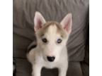 Siberian Husky Puppy for sale in Malden, MA, USA