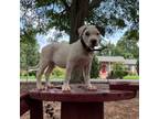 American Bulldog Puppy for sale in Anderson, SC, USA
