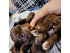 Chihuahua Puppy for sale in Gresham, OR, USA