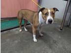 Adopt *GODIVA a Brown/Chocolate - with White American Pit Bull Terrier / Mixed