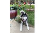 Adopt Kodah a Black - with White Husky / Husky / Mixed dog in Greeley