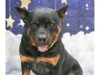 Adopt SCRUNCHY a Black - with Tan, Yellow or Fawn Rottweiler / Mixed dog in