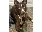 Adopt Layla a Brown/Chocolate Husky / Mixed dog in Reno, NV (36848109)
