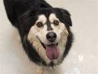 Adopt BELLA a Black Siberian Husky / Mixed dog in Denver, CO (36847285)