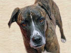 Adopt PATRICIA a Brindle - with White American Pit Bull Terrier / Boxer / Mixed