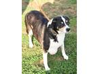 Adopt Shasta a Black Beagle / Mixed dog in Fallston, MD (36846047)