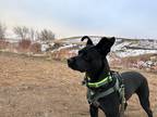 Adopt Frankie a Black - with White Labrador Retriever / Bull Terrier / Mixed dog
