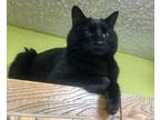 Adopt Poe a All Black American Shorthair / Mixed (short coat) cat in Tahlequah