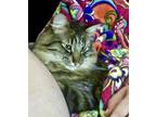 Adopt Louie a Tortoiseshell Maine Coon / Mixed (long coat) cat in Tahlequah