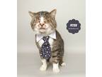 Adopt PETER (FIV POSITIVE) a Tan or Fawn Tabby Domestic Shorthair (short coat)