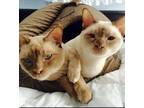 Adopt Beau & Chuckles a Cream or Ivory (Mostly) Tonkinese (short coat) cat in