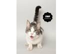 Adopt OMAR a Gray, Blue or Silver Tabby Domestic Shorthair (short coat) cat in