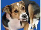 Adopt PEACHES a Brown/Chocolate - with White Beagle / Mixed dog in Tucson